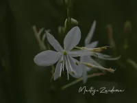 Vertakte graslelie [Anthericum ramosum]